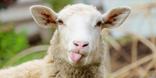 Sheep sticking its tongue out