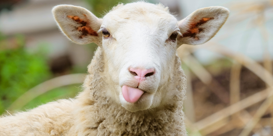 Sheep sticking its tongue out