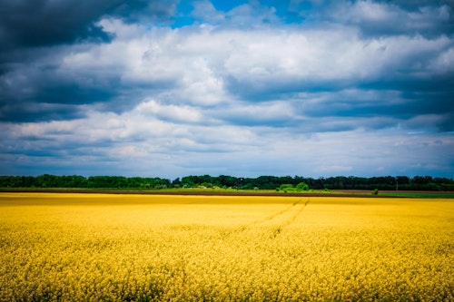 Blue sky above a yellow field, which represents the Ukrainian flag