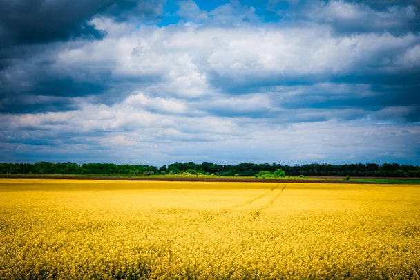 Blue sky above a yellow field, which represents the Ukrainian flag