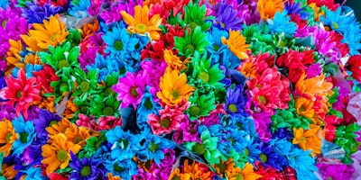 An array of colorful flowers