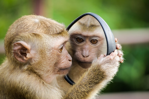 A monkey looking into a mirror