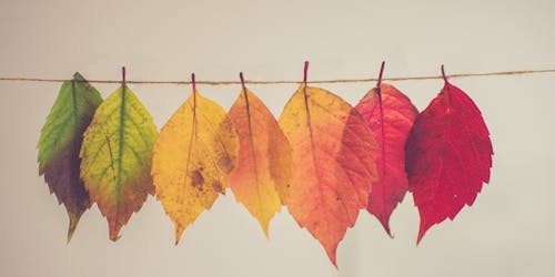 A line of leaves hanging from a line to form a color gradient, from green to red A line of leaves hanging from a line to form a color gradient, from green to red