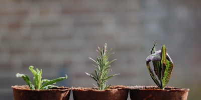 Three potted plants, at increasing stages of growth