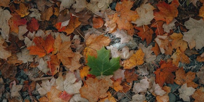 A green leaf in a pile of brown leaves