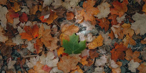 A green leaf in a pile of brown leaves A green leaf in a pile of brown leaves