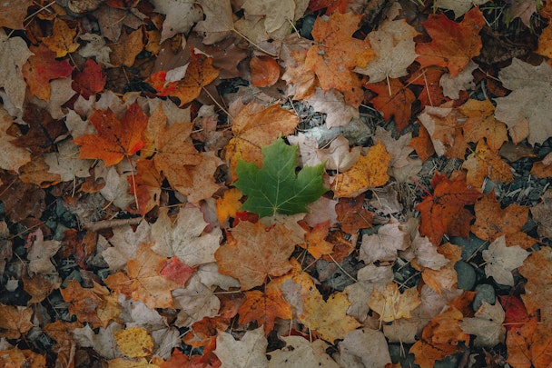 A green leaf in a pile of brown leaves