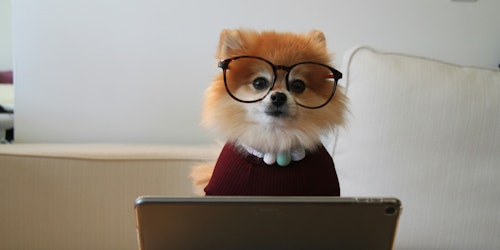 A dog, dressed for work, sat at a laptop