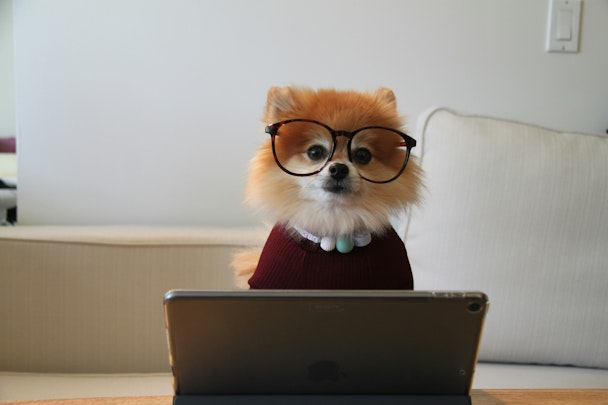 A dog, dressed for work, sat at a laptop