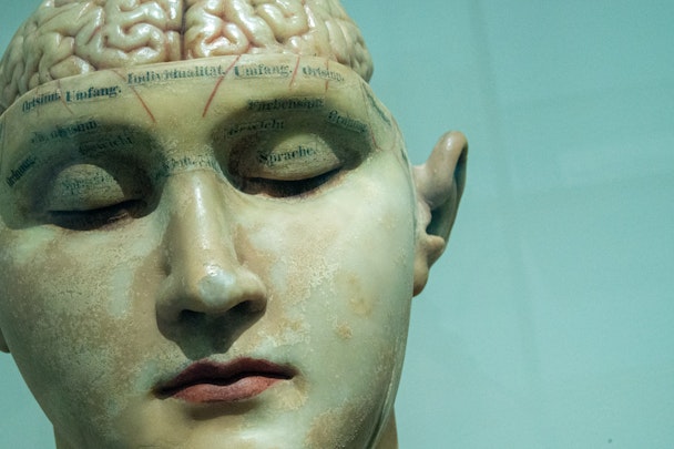 An anotated model of the human head, with its brain on show