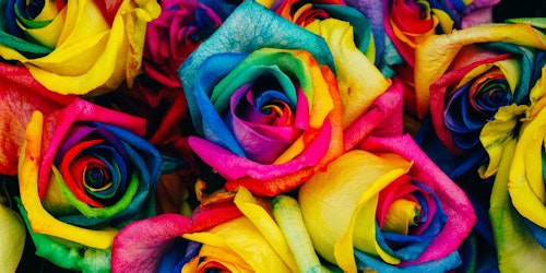 Roses, up close, and painted all the colors of the rainbow