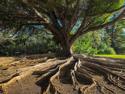 An enormous tree, with a large system of above-ground roots