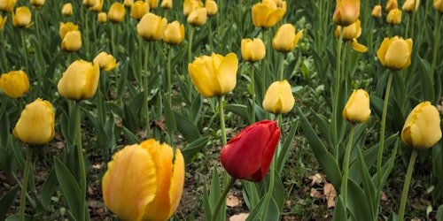 A red tulip in a field of yellow