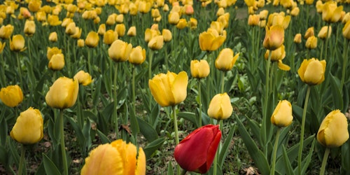 A red tulip in a field of yellow