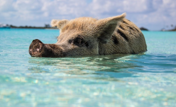 A pig swimming in the Bahamian sea