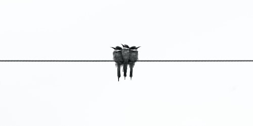Three birds sitting on a highwire, against a white background