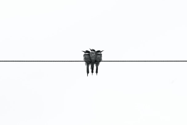 Three birds sitting on a highwire, against a white background