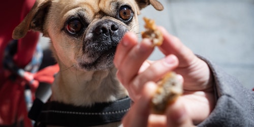 A dog staring covetously at a piece of chicken