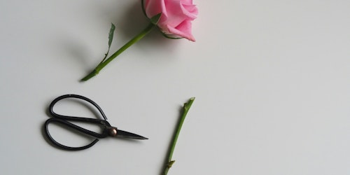 A recently cut rose and a small pair of scissors