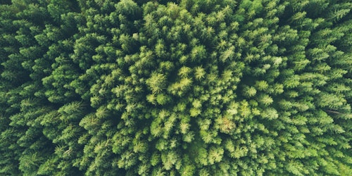 A forest viewed from above