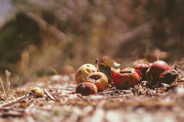 Some decaying fruits