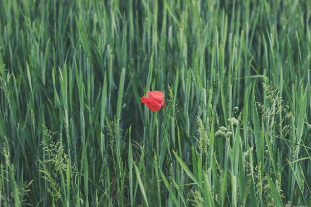 A single red flower in a green field, representing green marketing