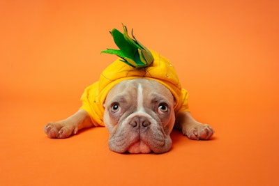 A bulldog in a pineapple costume, looking perhaps a little sheepish