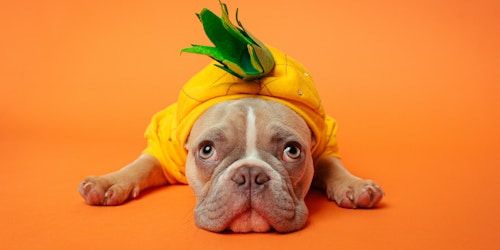 A bulldog in a pineapple costume, looking perhaps a little sheepish
