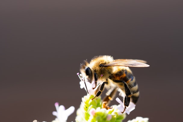 A bee, pollinating a flower