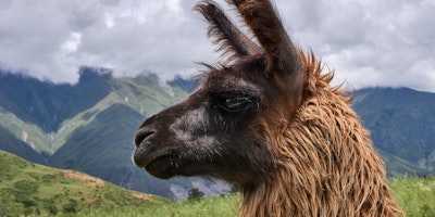 A llama, in attractive side-profile