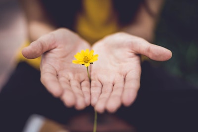 A buttercup flower, held by a pair of hands
