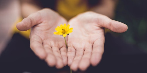 A buttercup flower, held by a pair of hands