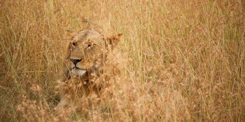 A lion, stalking in the long grass