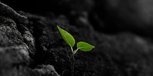 A shoot of a plant coming out of a bed of soil