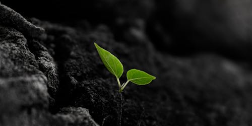 A shoot of a plant coming out of a bed of soil A shoot of a plant coming out of a bed of soil