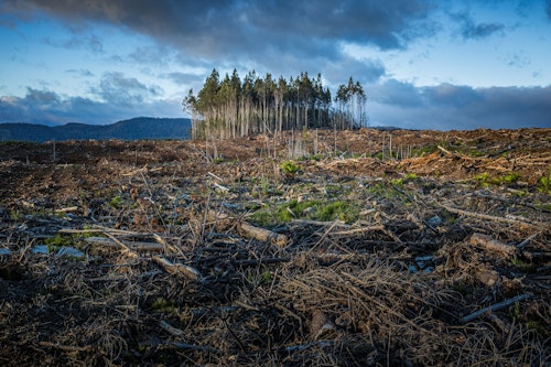 A stand of trees amid a sea of deforested destruction