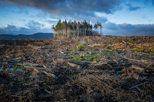 A stand of trees amid a sea of deforested destruction