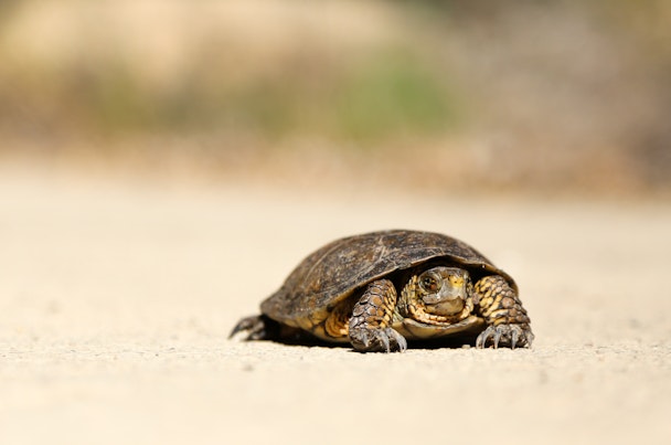 A tortoise in the desert
