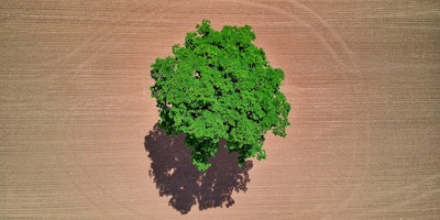 A vibrant green tree, seen from above