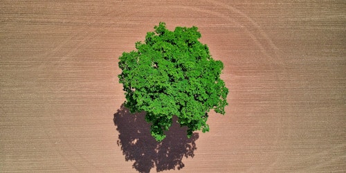 A vibrant green tree, seen from above