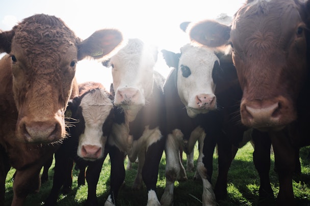 A number of cows, looking straight at the camera