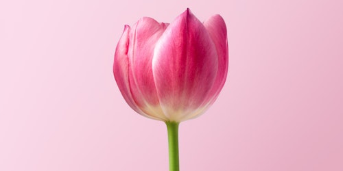 A budding pink flower