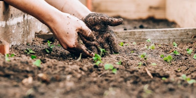 A pair of hands, planting small green shoots