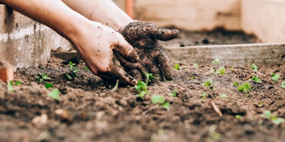 A pair of hands, planting small green shoots