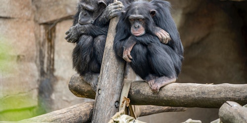 Two primates sat on a branch, looking bored
