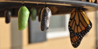 A butterfly emerging from its chrysalis