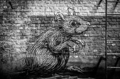 A graffiti rat on a wall