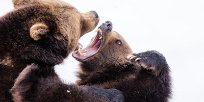 2 bears fighting