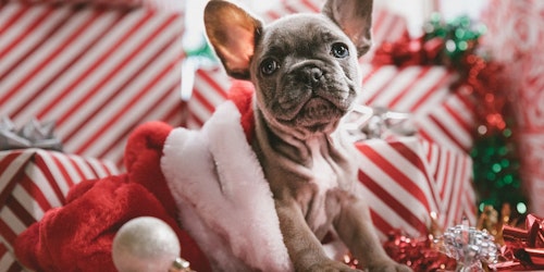 A dog at Christmas