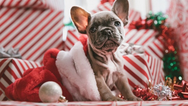 A dog at Christmas